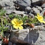 Fumana procumbens Yeri