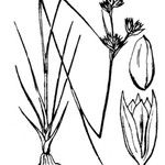 Juncus fontanesii Altres