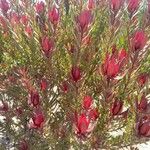 Leucadendron salignum Folha