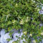 Muehlenbeckia complexaFlower