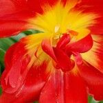 Tulipa mauriana Annet