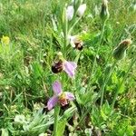 Ophrys apiferaFiore