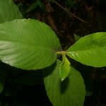 Spiracantha cornifolia Leaf