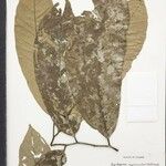 Aspidosperma myristicifolium Hoja