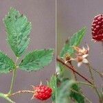 Rubus ursinus 葉