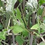 Clematis integrifolia Leaf