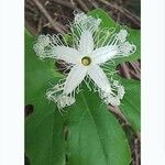 Trichosanthes cucumerina Blomma