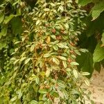 Cotoneaster franchetii موطن