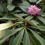 Rhododendron magnificum Folla