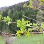 Sambucus racemosaBlomma
