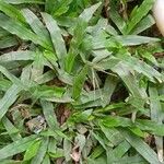 Paspalum fimbriatum Folha