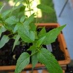 Scutellaria lateriflora Leaf