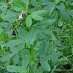 Medicago sativa Лист