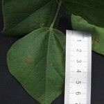 Rhynchosia quercetorum Leaf
