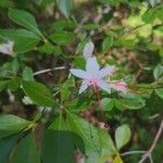 Rhododendron arborescens Φύλλο