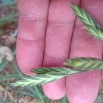 Bromus catharticus Fruit