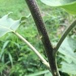 Solanum robustum Écorce