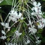 Clerodendrum indicumBlomst