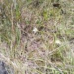 Cyperus niveus Λουλούδι