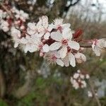 Prunus cerasifera Flower