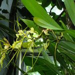 Brassia caudata Pokrój