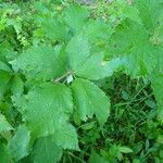 Rubus pericrispatus Mosusu