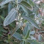 Marrubium peregrinum Flower