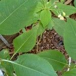 Impatiens balfourii Leaf