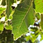 Quercus brantii Yaprak
