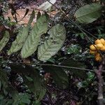 Turraeanthus longipes Fruto