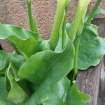 Zantedeschia aethiopica Агульны выгляд