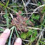 Drosera brevifolia Ліст