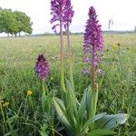 Orchis x hybrida Other