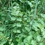 Filipendula ulmaria Habit