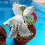 Kalanchoe rhombopilosa Feuille