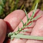 Launaea mucronata Leaf