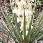 Yucca baccata Hoja