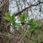 Lonicera caerulea Φύλλο