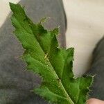 Carduus crispus Leaf