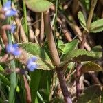 Veronica beccabunga Leaf