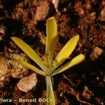 Sternbergia colchiciflora Arall