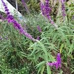 Salvia leucantha Flower