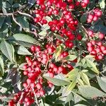 Nandina domestica Fruit