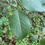 Viburnum prunifolium Лист