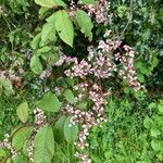 Koenigia campanulata Flower