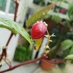 Impatiens hians Flower