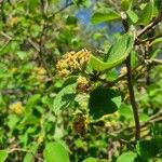 Cordia monoica Fruto