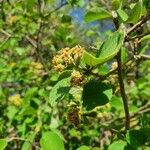 Cordia monoica Fruto