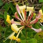 Lonicera etrusca Flower