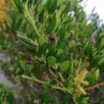 Ceanothus arboreus Liść